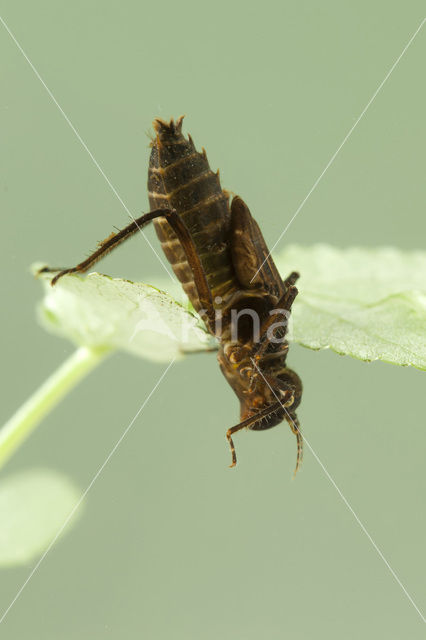 Gevlekte glanslibel (Somatochlora flavomaculata)