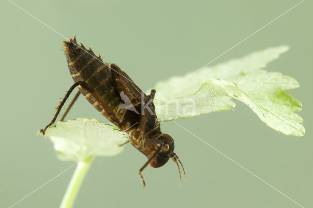 Gevlekte glanslibel (Somatochlora flavomaculata)