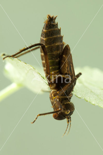 Gevlekte glanslibel (Somatochlora flavomaculata)