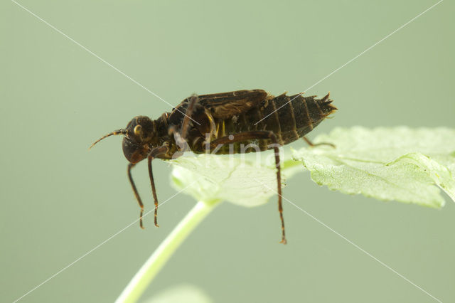 Gevlekte glanslibel (Somatochlora flavomaculata)