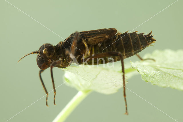 Gevlekte glanslibel (Somatochlora flavomaculata)