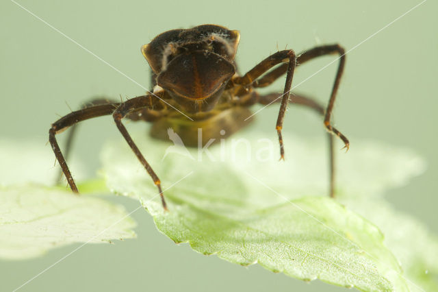 Gevlekte glanslibel (Somatochlora flavomaculata)