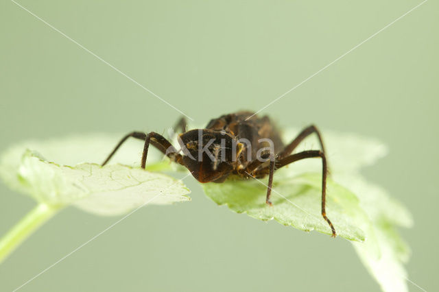 Gevlekte glanslibel (Somatochlora flavomaculata)