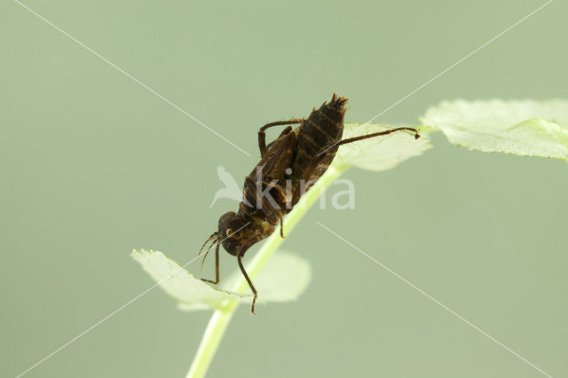 Gevlekte glanslibel (Somatochlora flavomaculata)