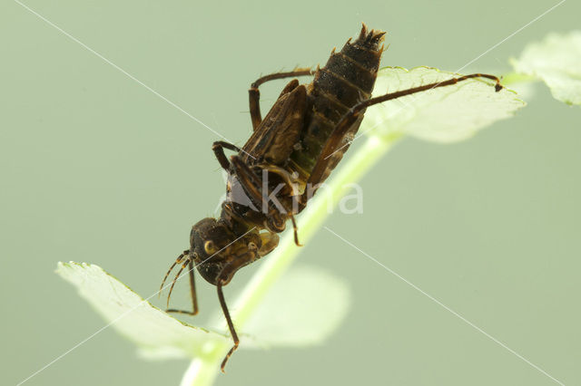 Gevlekte glanslibel (Somatochlora flavomaculata)