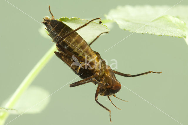 Gevlekte glanslibel (Somatochlora flavomaculata)