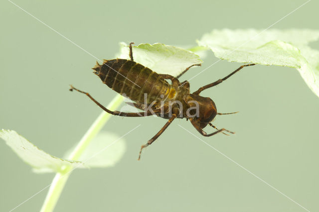 Gevlekte glanslibel (Somatochlora flavomaculata)