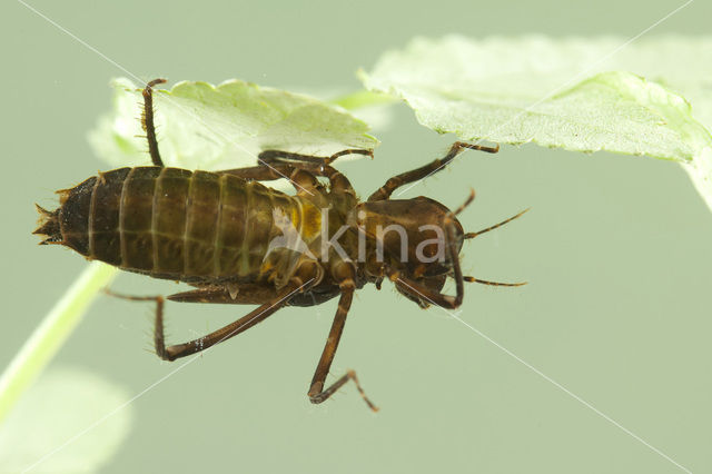 Gevlekte glanslibel (Somatochlora flavomaculata)