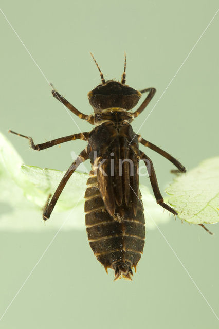 Gevlekte glanslibel (Somatochlora flavomaculata)