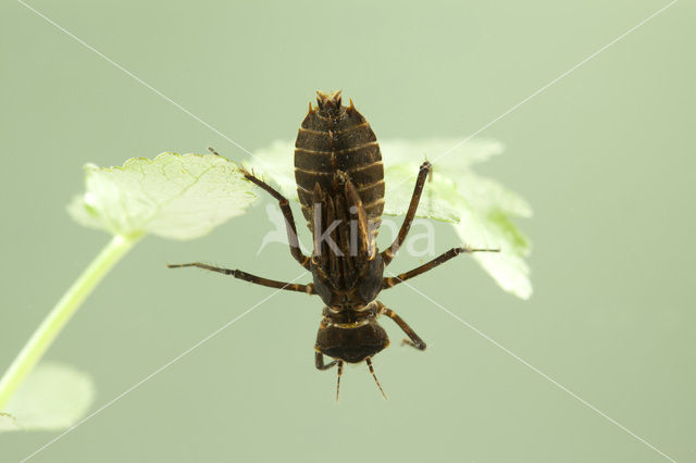 Gevlekte glanslibel (Somatochlora flavomaculata)