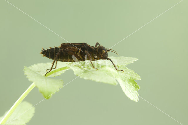 Gevlekte glanslibel (Somatochlora flavomaculata)