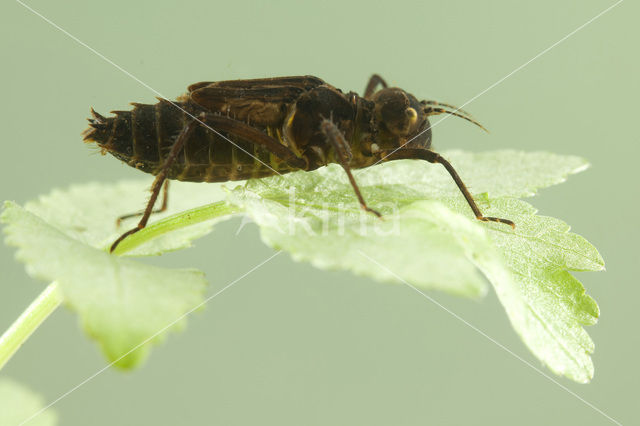 Gevlekte glanslibel (Somatochlora flavomaculata)