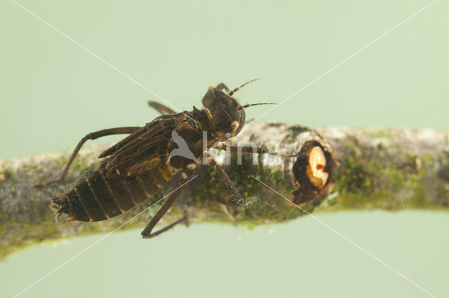 Gevlekte glanslibel (Somatochlora flavomaculata)