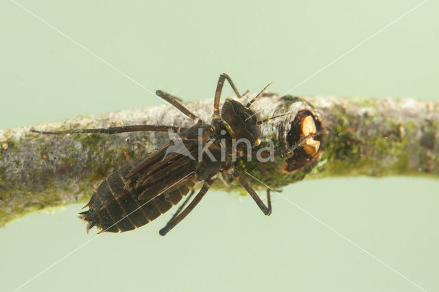 Gevlekte glanslibel (Somatochlora flavomaculata)