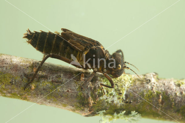 Gevlekte glanslibel (Somatochlora flavomaculata)