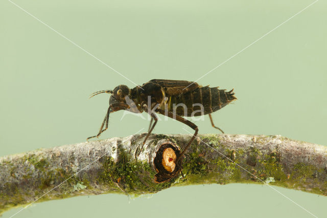 Yellow-spotted Dragonfly (Somatochlora flavomaculata)