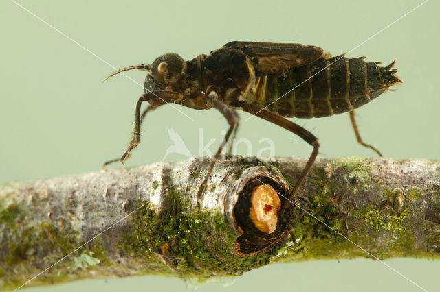 Gevlekte glanslibel (Somatochlora flavomaculata)