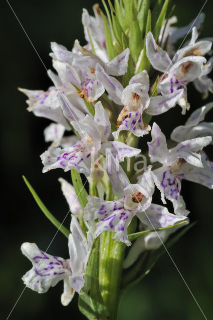 Spotted orchid (Dactylorhiza maculata subsp. maculata)