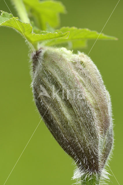 Hogweed (Heracleum sphondylium)