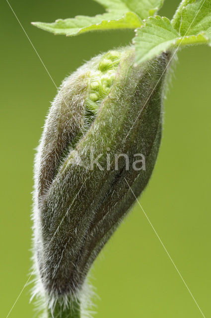Gewone bereklauw (Heracleum sphondylium)