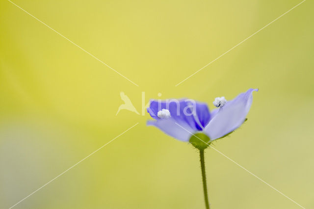 Gewone ereprijs (Veronica chamaedrys)