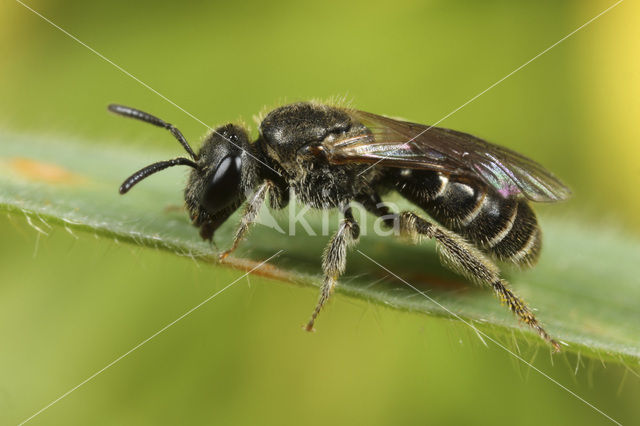 Gewone franjegroefbij (Lasioglossum sexstrigatum)