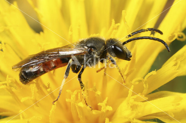 Slender Mining Bee (Lasioglossum calceatum)