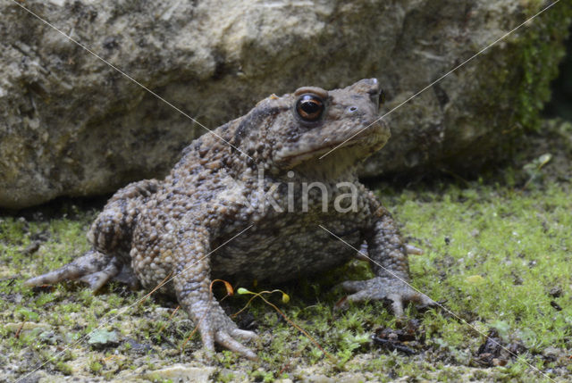 Gewone pad (Bufo bufo)