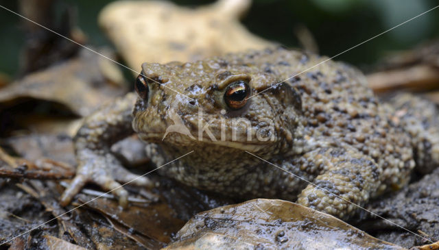 Gewone pad (Bufo bufo)