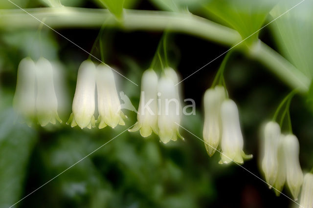 Solomon’s seal (Polygonatum multiflorum)