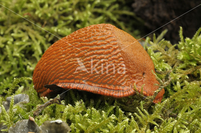 Red Slug (Arion ater rufus)