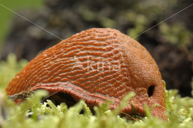 Red Slug (Arion ater rufus)