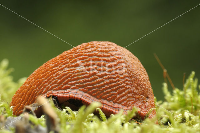 Red Slug (Arion ater rufus)