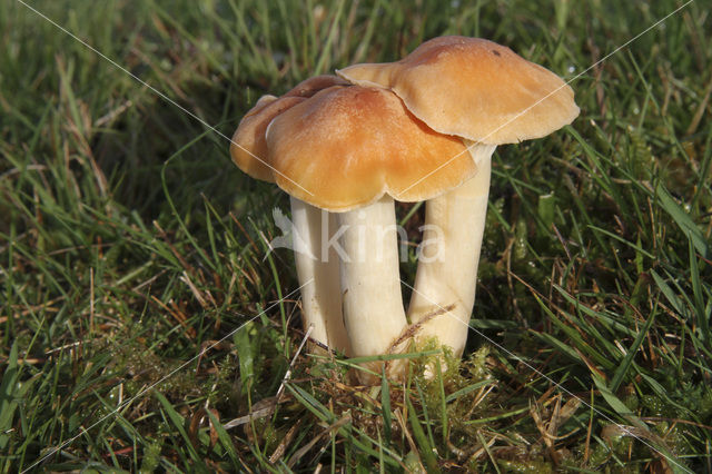 Hygrocybe pratensis var. pratensis