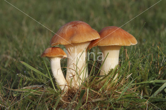 Hygrocybe pratensis var. pratensis