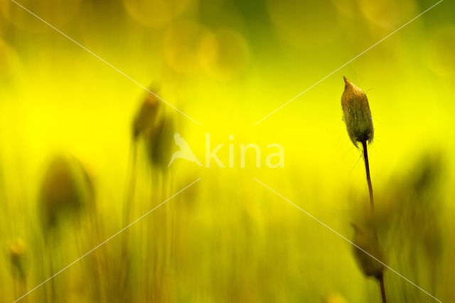 haircap moss (Polytrichum commune)