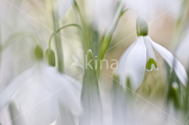 Gewoon sneeuwklokje (Galanthus nivalis)