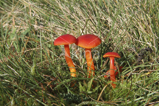 Vermilion Waxcap (Hygrocybe miniata)