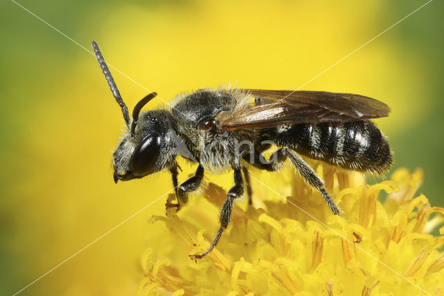 Glanzende bandgroefbij (Lasioglossum zonulum)