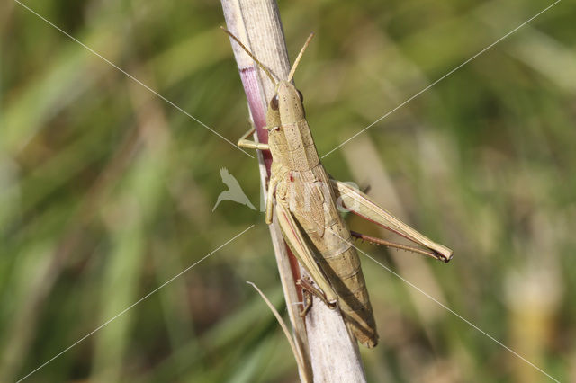 Gouden sprinkhaan (Chrysochraon dispar)