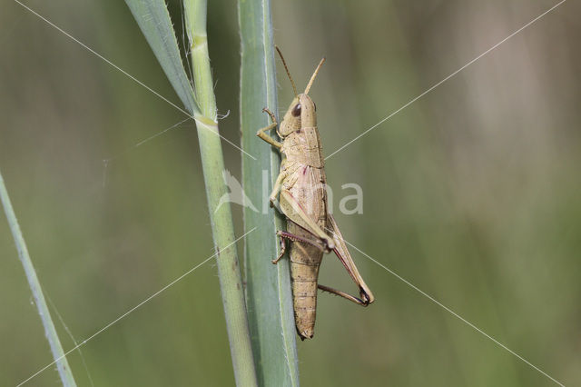 Large Gold Grasshopper (Chrysochraon dispar)