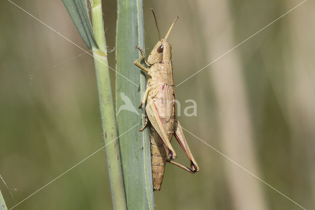 Gouden sprinkhaan (Chrysochraon dispar)