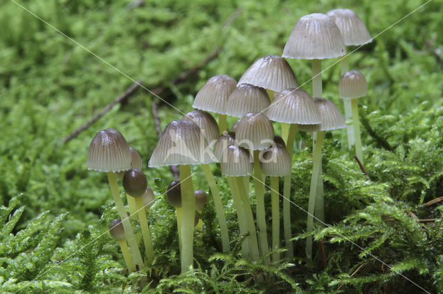 Yellowleg bonnet (Mycena epipterygia)