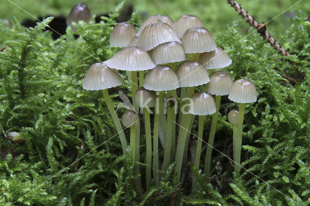 Graskleefsteelmycena (Mycena epipterygia)