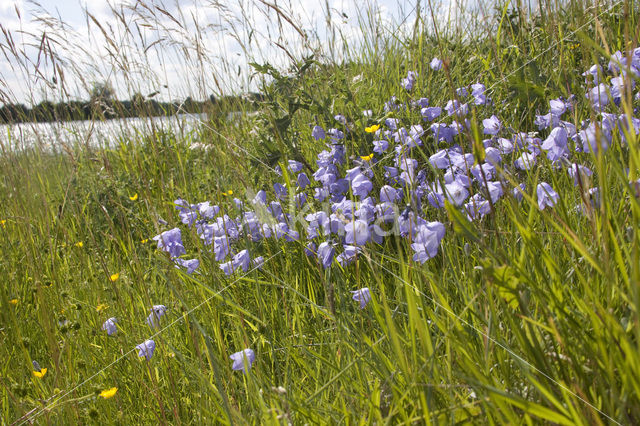 Grasklokje (Campanula rotundifolia)