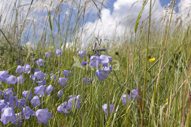 Grasklokje (Campanula rotundifolia)