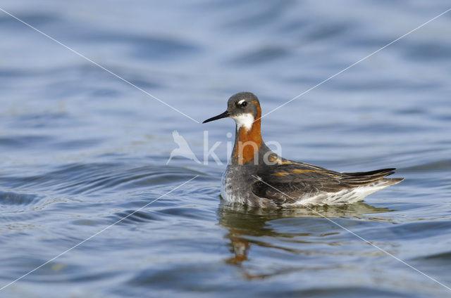 Grauwe Franjepoot (Phalaropus lobatus)