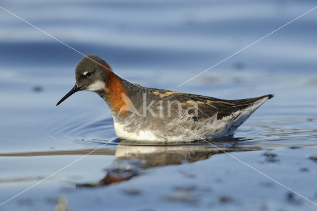 Grauwe Franjepoot (Phalaropus lobatus)