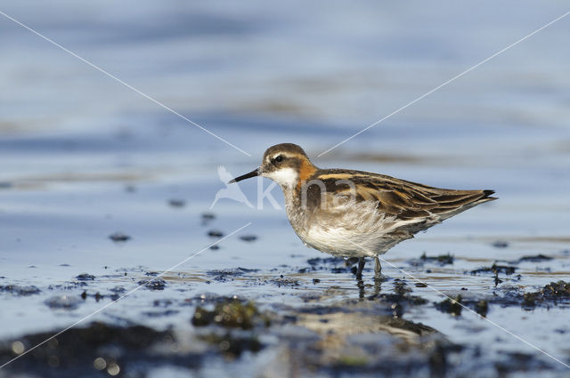 Grauwe Franjepoot (Phalaropus lobatus)