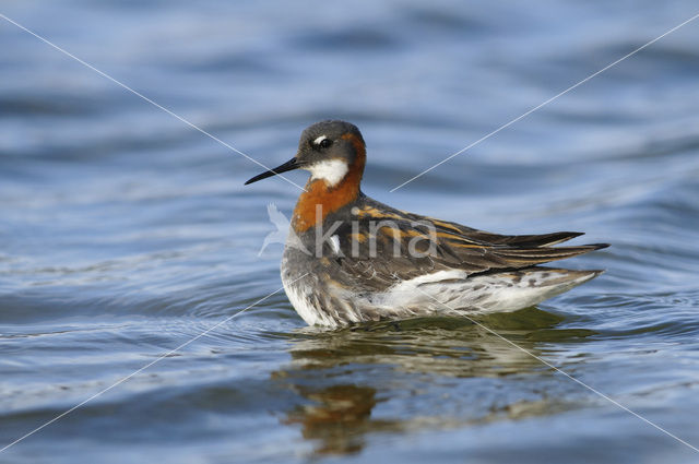 Grauwe Franjepoot (Phalaropus lobatus)